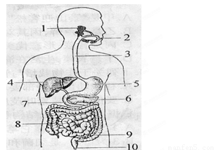 消化系統(tǒng)結(jié)構(gòu)與功能解析